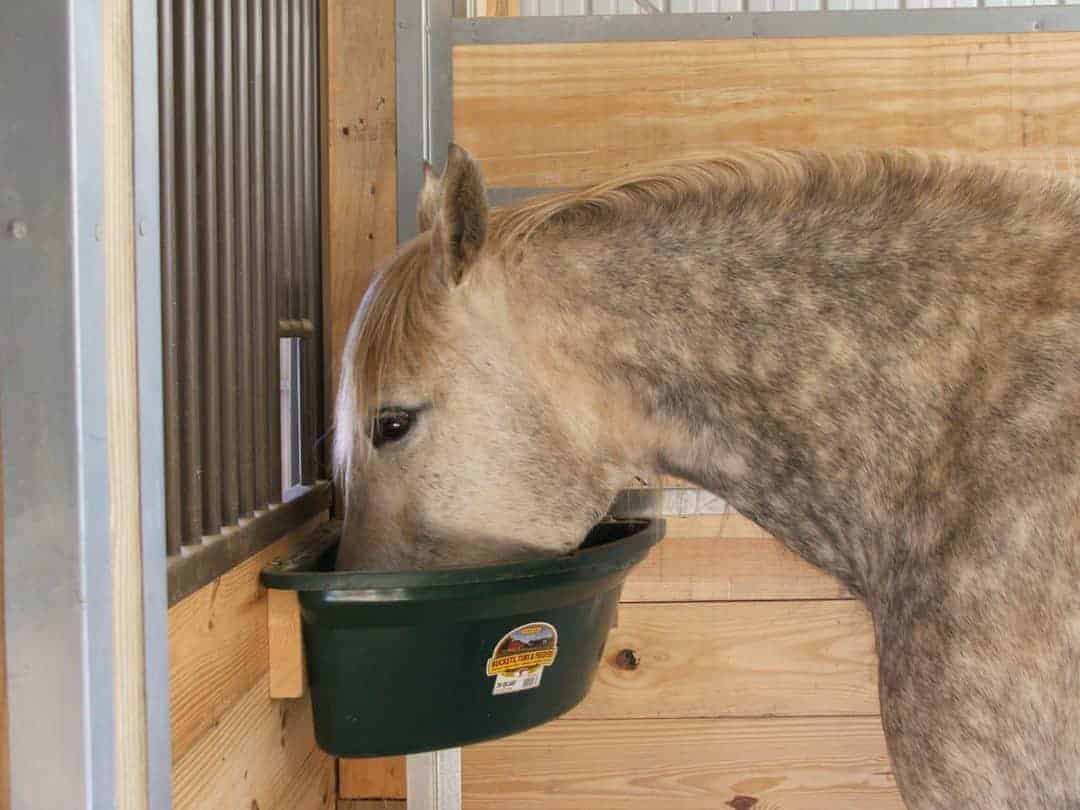HORSE BUCKETS & FEEDERS Branex Feed & Supply