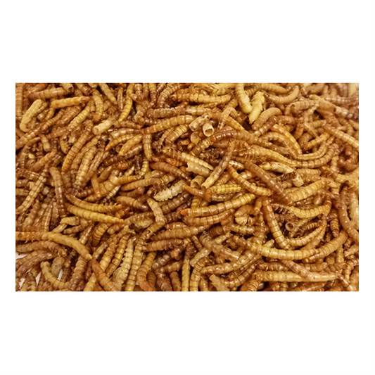 MEALWORMS BAR ALE 11#